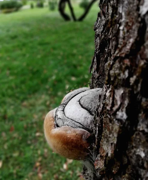Гриб Чага Дереве Макро — стоковое фото