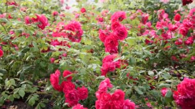 Pembe çiçekler. Rüzgarda sallanan pembe güllerin üzerine yağan küçük yağmur damlaları.