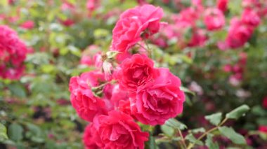 Clouse Up. Pembe çiçekler. Rüzgarda sallanan pembe güllerin üzerine yağan küçük yağmur damlaları.