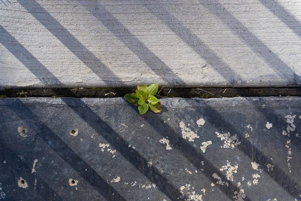 Planta persistente crescendo em pavimentação de pedra moderna — Fotografia de Stock