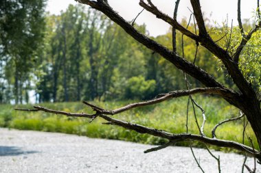 Bulanık arka planlı bir ağaçta çıplak dallar