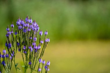 Bulanık arkaplanda uzun Verbena