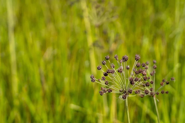 Fondo Estacional Con Flores Silvestres Sembradas Sobre Fondo Borroso Primavera — Foto de Stock