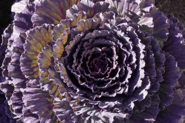 Mor lahananın doğal ışıkta en yakın görünümü