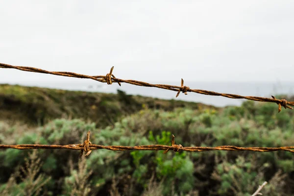 Barbwire çit closeup ve okyanus arka plan ile büyümüş çalılar