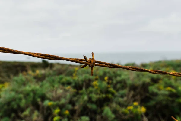Barbwire çit okyanus arka plan ile büyümüş çalılar yakın