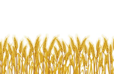 Wheat in the field on a white background. illustrations Vector  clipart