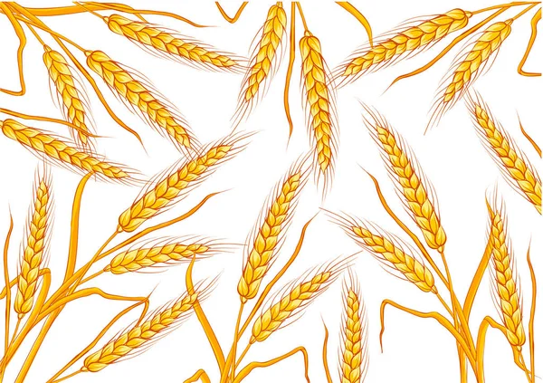 Цвет фона пшеницы белый много. векторная иллюстрация — стоковый вектор
