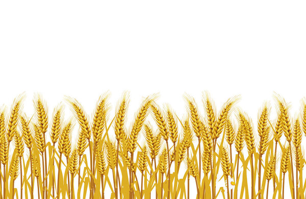 Wheat in the field on a white background. illustrations Vector 