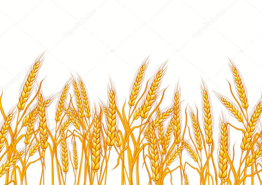 Wheat isolated on white background. Template, print, design element. Vector illustrations