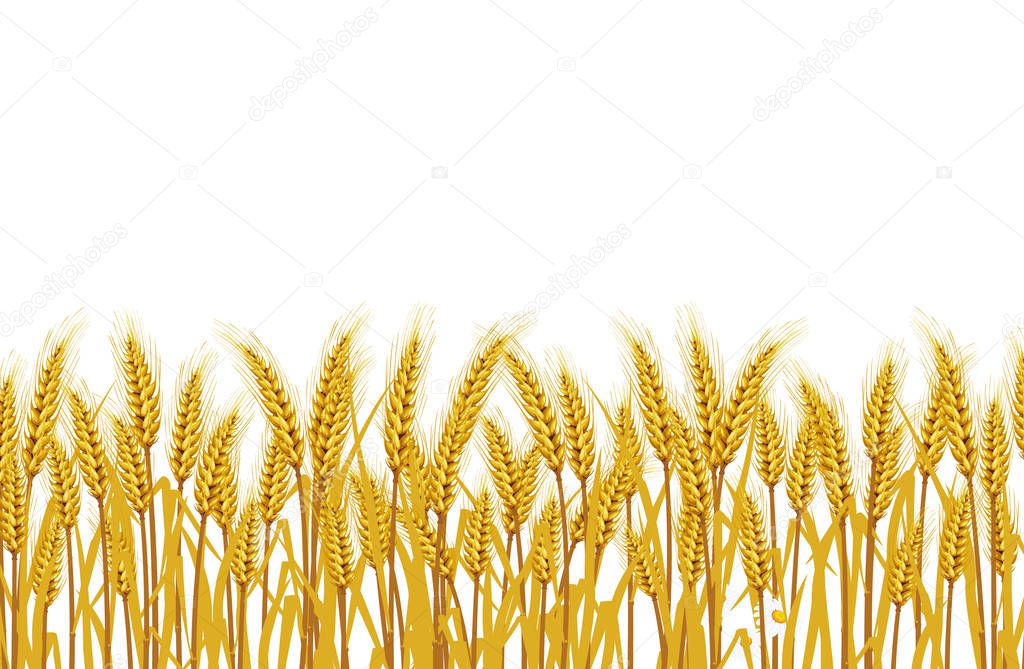 Wheat in the field on a white background. illustrations Vector