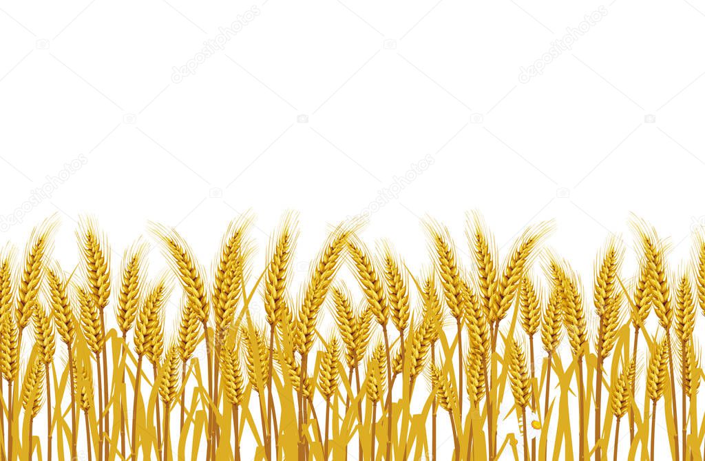 Wheat in the field on a white background. illustrations Vector 