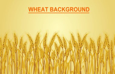 Sol köşedeki sarı arka plandaki buğday, metin girişi için alana sahiptir. Vektör çizimleri