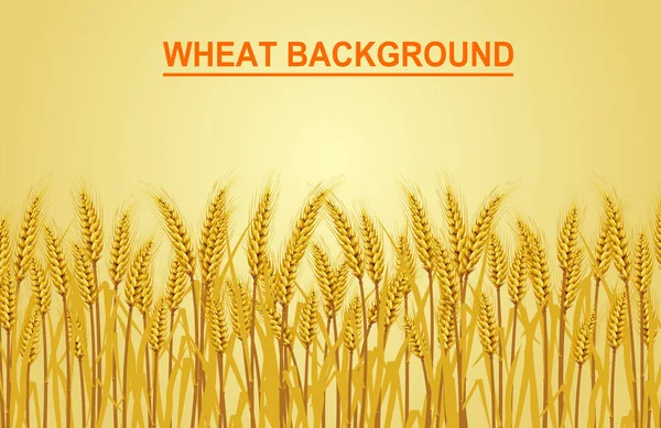 Wheat on the yellow background in the left hand corner has space for text input. Vector illustrations — Stock Vector