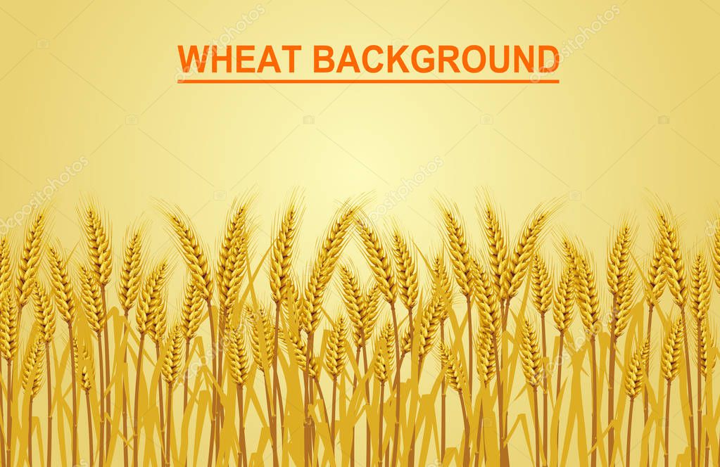 Wheat on the yellow background in the left hand corner has space for text input. Vector illustrations