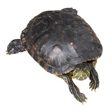 Kırmızı kulaklı kaymak kaplumbağa (Trachemys scripta elegans) sürünen ve beyaz izole zemin üzerine kafa yükseltmek. Üstten görünüm .