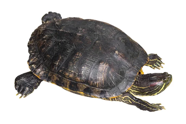 红耳滑块龟 Trachemys 龟线虫 并提高自己的头在白色孤立的背景 顶部视图 — 图库照片