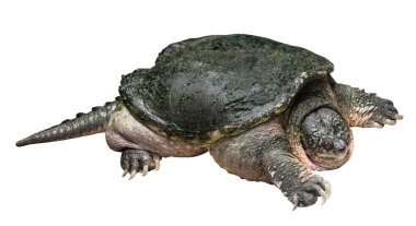 Yapışma kaplumbağa (Chelydra serpentina) sürünen ve beyaz izole zemin üzerine kafa yükseltmek. Yan görünüm .