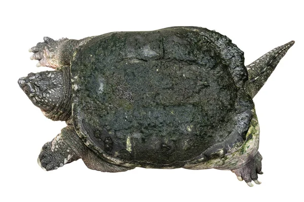 Żółw Jaszczurowaty Chelydra Serpentina Jest Skradanie Się Podnieść Głowę Białym — Zdjęcie stockowe
