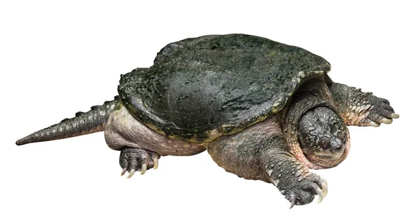 Snapping Turtle Chelydra Serpentina Creeping Raise One Head White Isolated — Stock Photo, Image