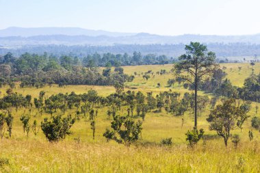 Mulk salaeng Luang Milli Parkı. Savannah alan ve çam ağacı. Phetchabun ve Phitsanulok eyaleti. Kuzey Tayland. Manzaralı .