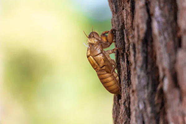 Slough Cicada Insect Molt Pine Tree Thung Salaeng Luang National — Stock Photo, Image