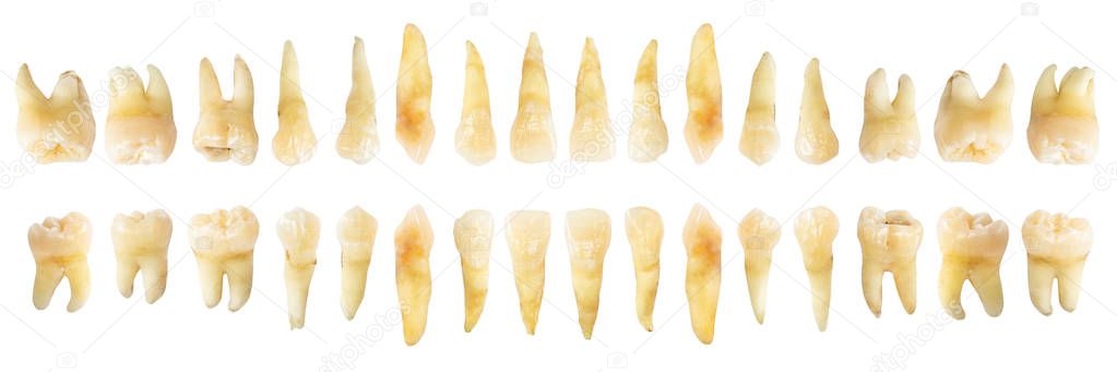 Tooth diagram ( photography ). Real teeth chart . front horizontal view . isolated white background .