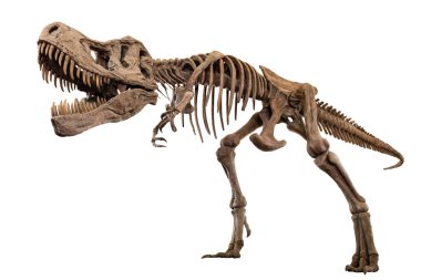 Tyrannosaurus Rex skeleton on isolated background . Embedded clipping paths . clipart