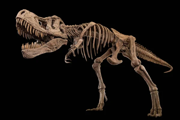 Tyrannosaurus Rex skelett på isolerad bakgrund. Inbäddade urklippsbanor . — Stockfoto