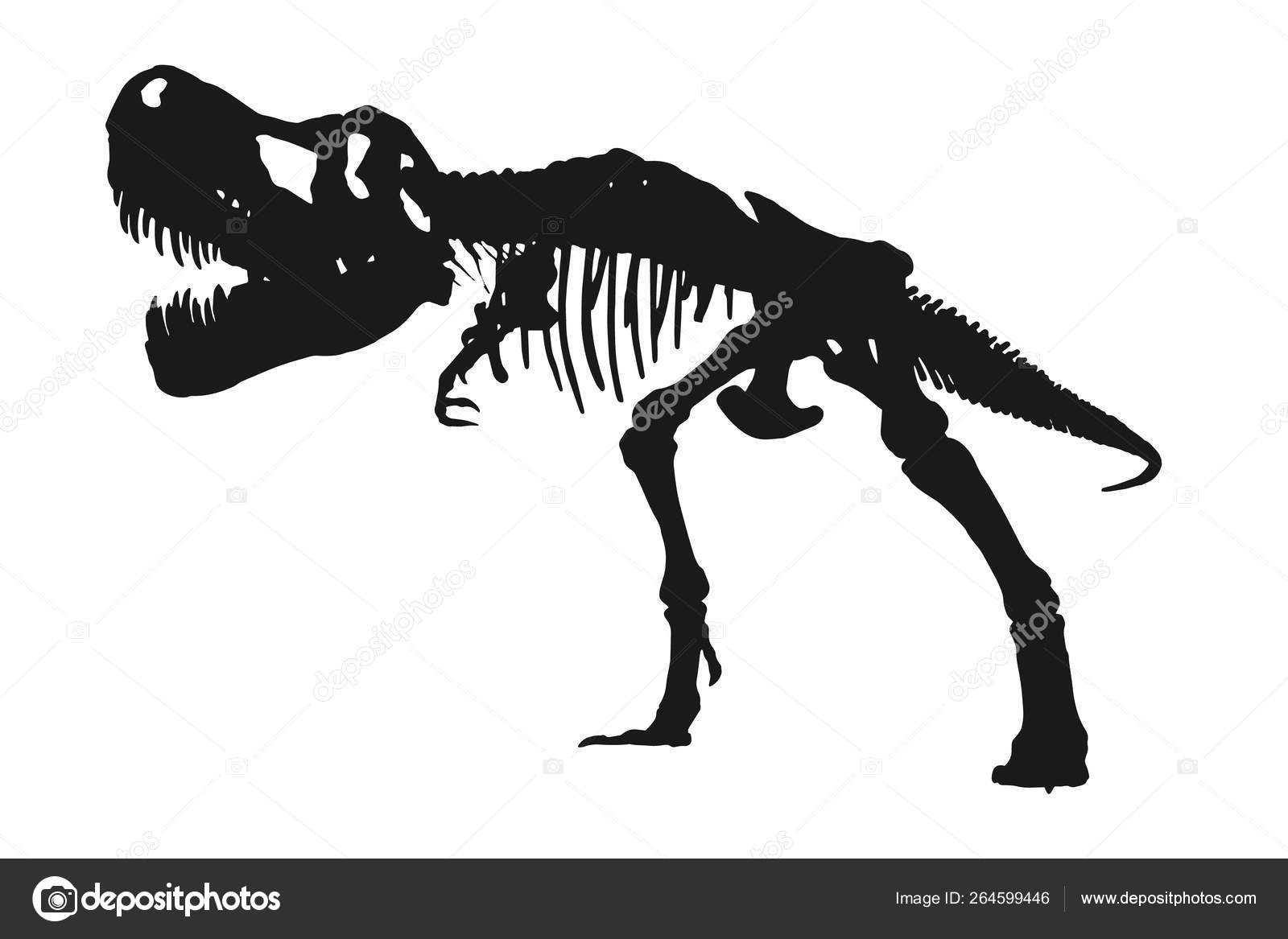 Tiranossauro rex esqueleto desenhado à mão ilustração vetorial em fundo  branco