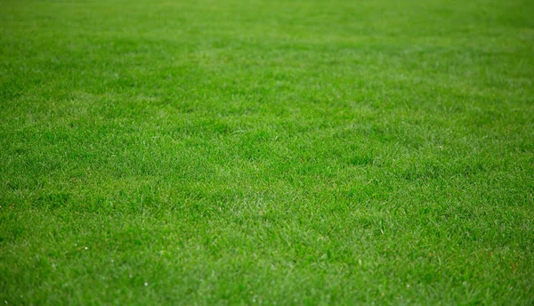 Lawn Green Grass Green Grass Background — Stock Photo, Image