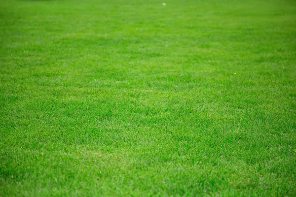 Gazon Met Groen Gras Groen Gras Voor Achtergrond — Stockfoto