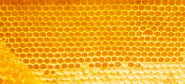 Hafif bir arka plan üzerinde taze petek.