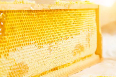 Çerçevede petekler var. Doğal taze petek ile çerçeve. Doku. 