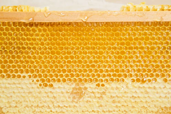 Honeycombs Ramen Stomme Med Naturliga Fräscha Honeycombs Textur Bakgrund — Stockfoto