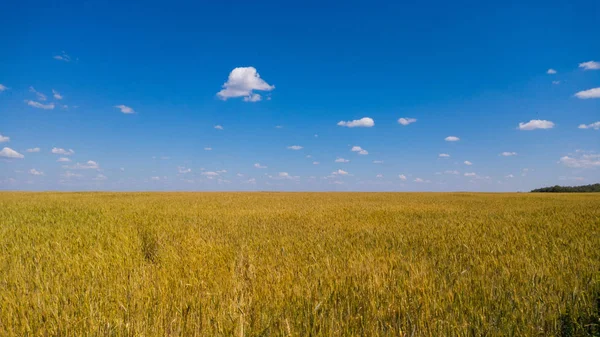 Buğday alan bulutlar ile