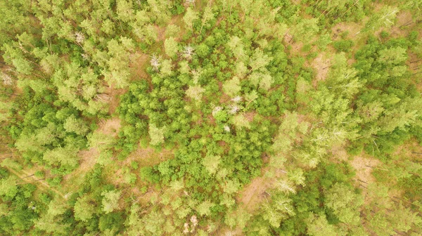 El bosque del dron — Foto de Stock