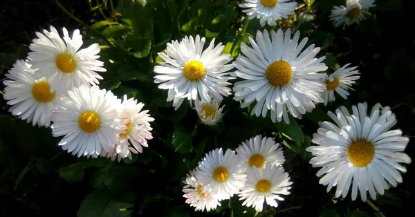 白色阿尔卑斯多年生花在夏天的花园里盛开 — 图库照片
