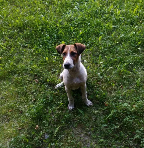 Hund Rasen Jack Russell Terrier Sitter Gräset Stadspark — Stockfoto