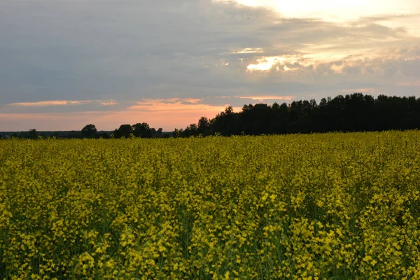 Kväll Gula Floers Rappar — Stockfoto