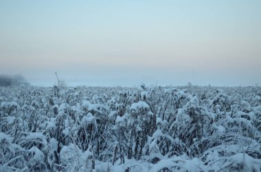 Letonya'da alacakaranlıkta kış sessizliği