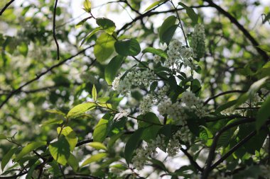 Kuş kirazı seçici odaklanma ve sığ alan derinliği ile yakın çekim. Görüntünün merkezi kısmına odaklan. Kuş kirazı ağacı
