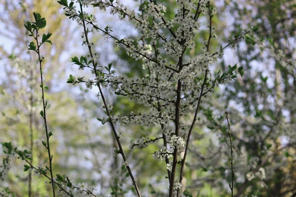 Schöne verschwommene Sakura-Blumen am Morgen. Querbearbeitung — Stockfoto