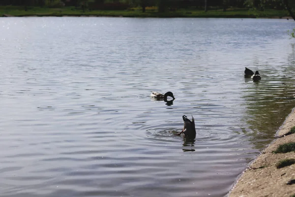 Eine Entenschar schwimmt in einem Teich im Park. Sommerfoto — Stockfoto