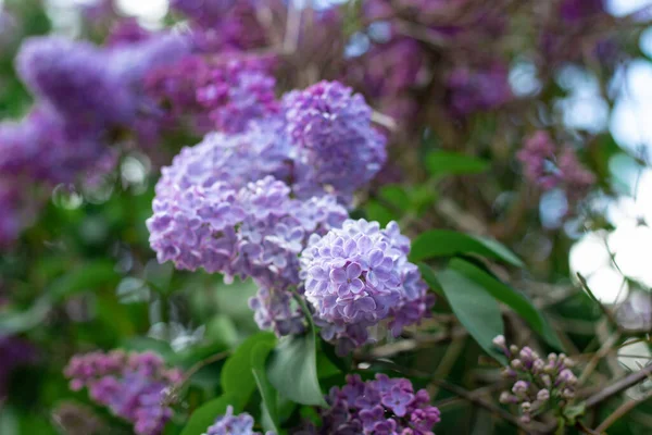 Lilas Violet Branche Dans Jardin Focus Sélectif — Photo