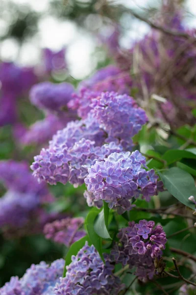 紫丁香枝中的花园选择焦点 — 图库照片