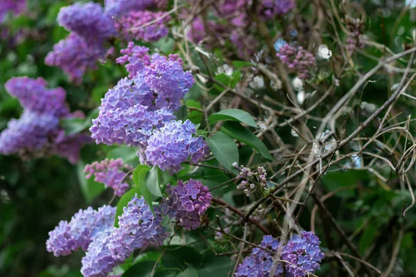 紫丁香枝中的花园选择焦点 — 图库照片