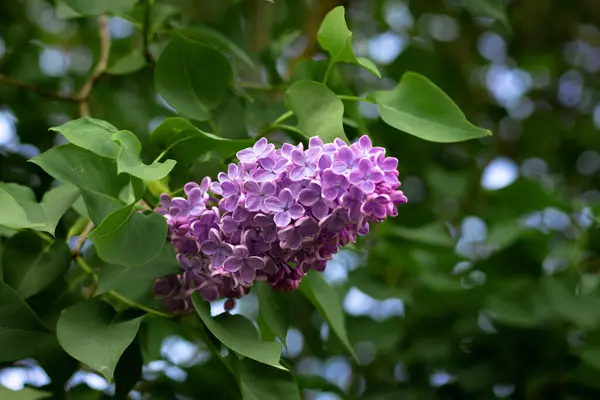 Rama Lila Púrpura Jardín Enfoque Selectivo — Foto de Stock