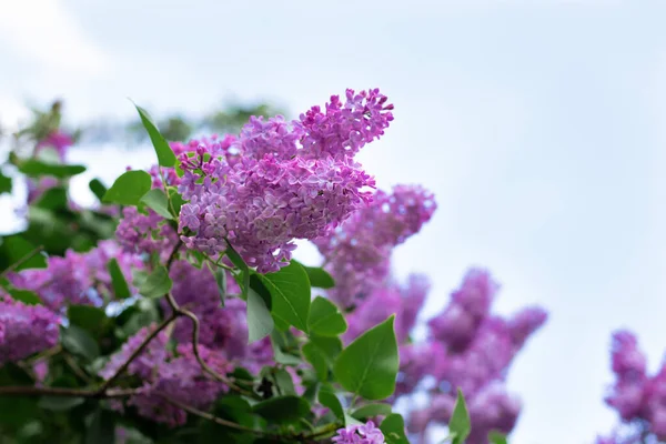 鲜花盛开的丁香 美丽的紫色丁香花户外 树枝上的丁香花 — 图库照片