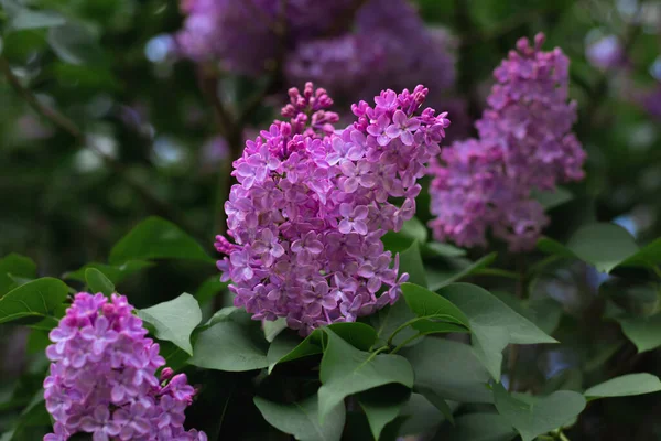 Fiori Primaverili Lilla Giardino Sfondo Primaverile — Foto Stock